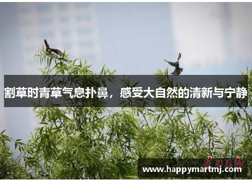 割草时青草气息扑鼻，感受大自然的清新与宁静